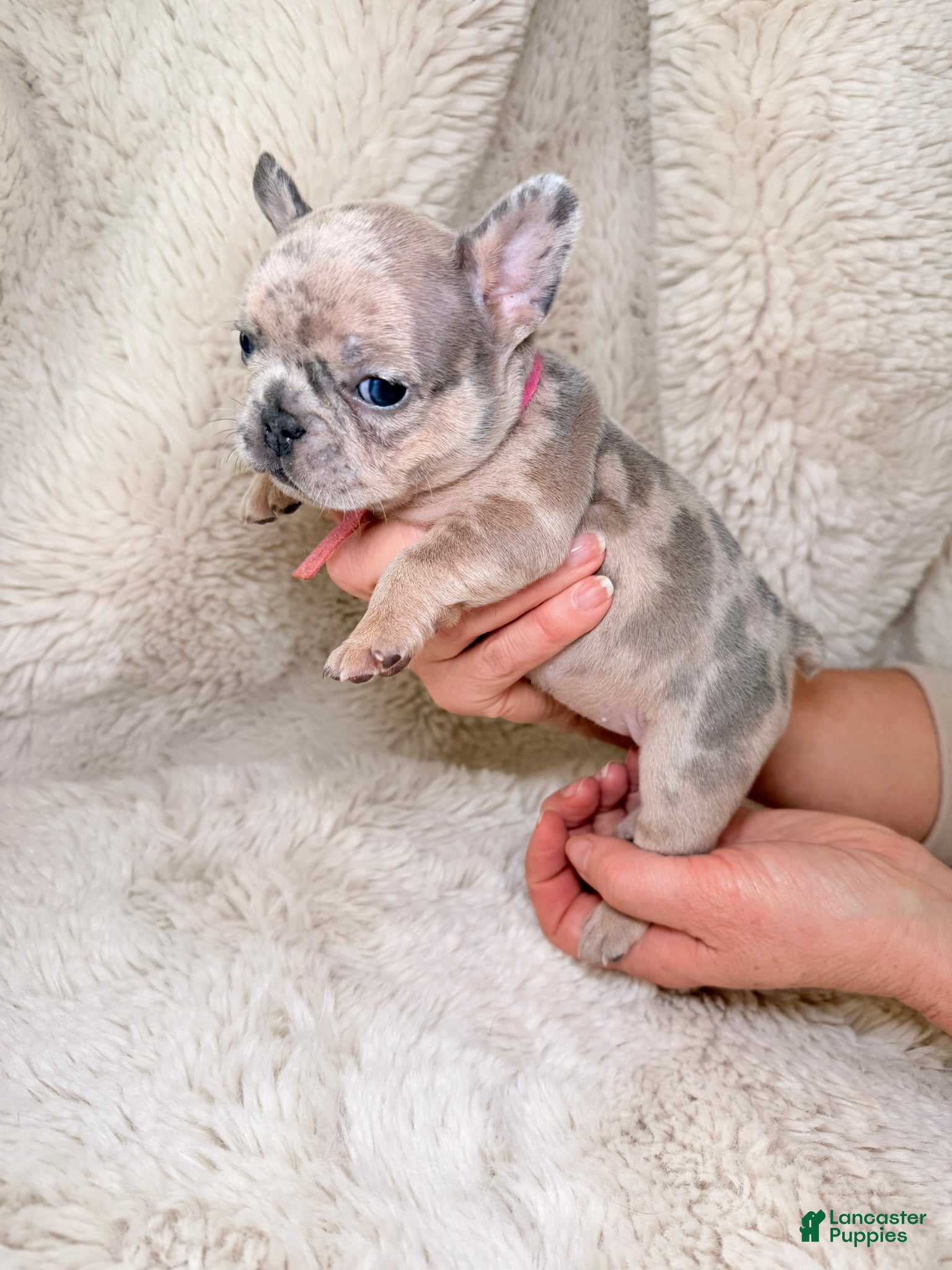French Bulldog dogs Mulan - Ad 20