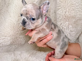 French Bulldog dogs Mulan - Ad 38