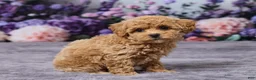 Bichpoo dogs for sale: Dawn - Ad 3