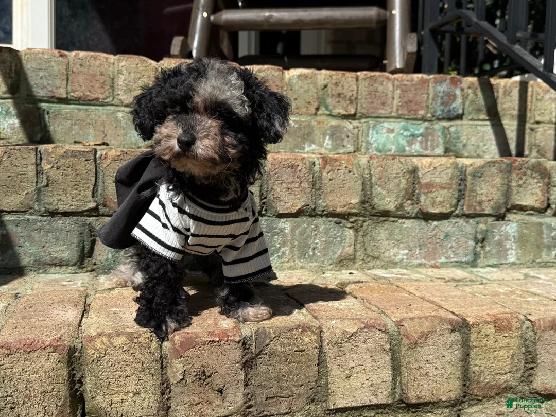 Miniature Poodle dogs for sale: Latte - Ad 2