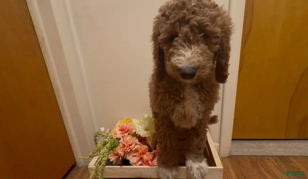 Double Doodle dogs for sale: Oakleaf - Ad 1