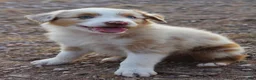Australian Shepherd dogs for sale: Red merle male with one blue eye - Ad 4
