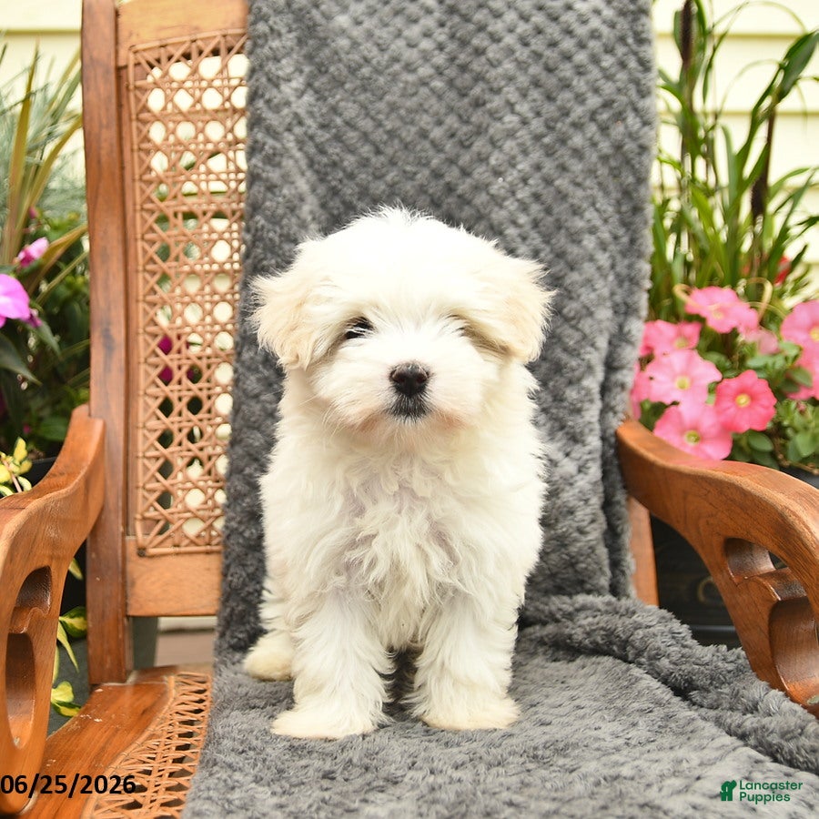 Maltipoo dogs Flora    - Ad 2