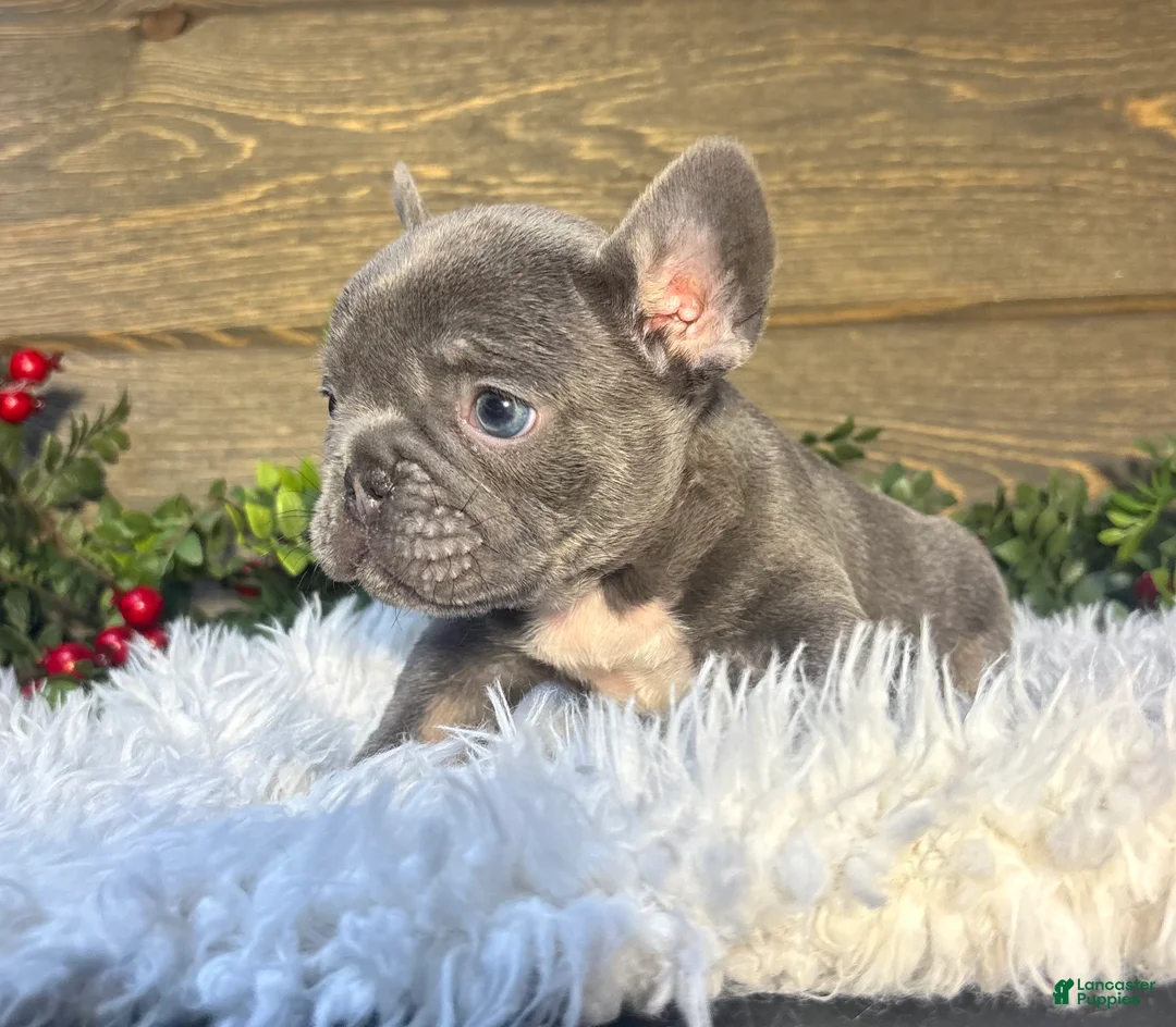 French Bulldog dogs for sale: Bruno - Ad 3