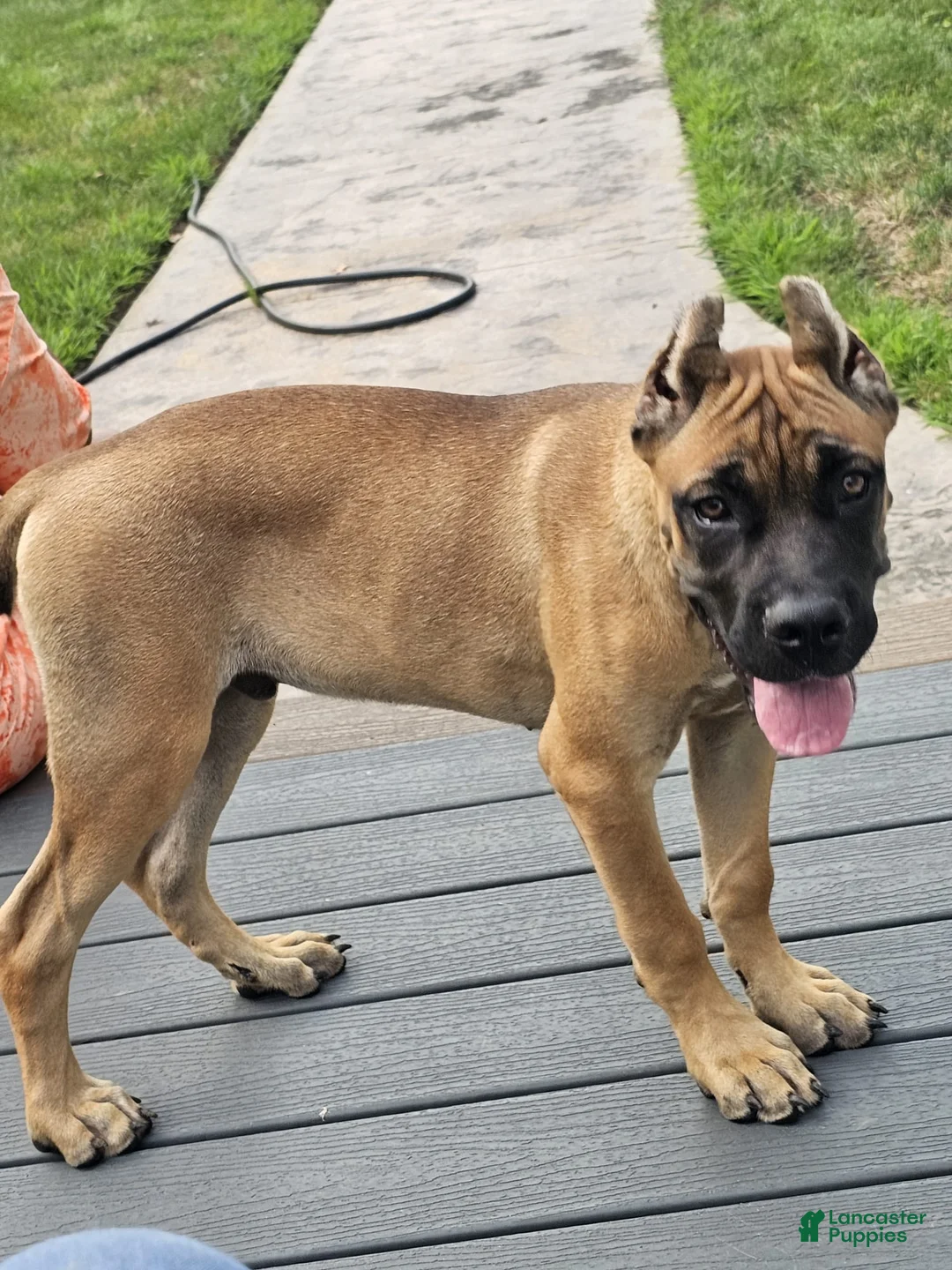 Cane Corso dogs for sale: MAX - Ad 1