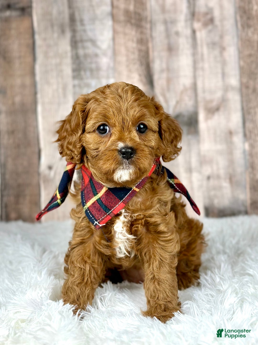 Cavapoo dogs for sale: Girl Molly - 4938 - Ad 1