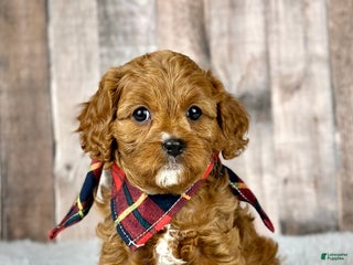Cavapoo dogs Girl Molly - 4938 - Ad 19
