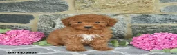 Miniature Poodle dogs for sale: Isabella  - Ad 2