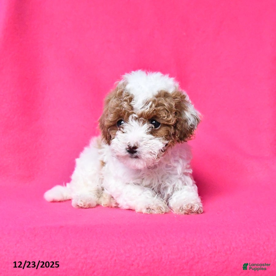 Toy Poodle dogs Reese - Ad 10