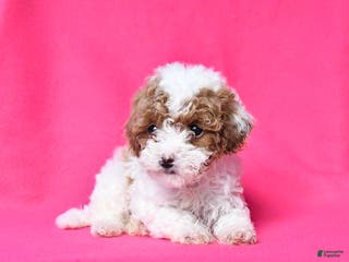 Toy Poodle dogs Reese - Ad 6