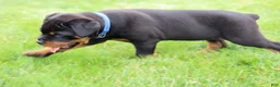 Rottweiler dogs for sale: Knox - Ad 12