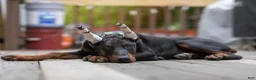 Doberman Pinscher dogs for sale: Bruce  - Ad 3