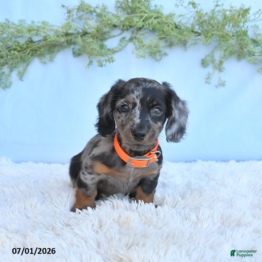 Miniature Dachshund dogs Reba - Ad 2