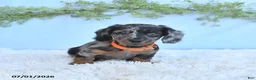 Miniature Dachshund dogs for sale: Reba - Ad 2