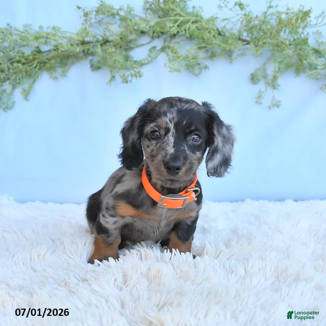 Miniature Dachshund dogs for sale: Reba - Ad 2