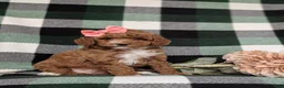 Miniature Poodle dogs for sale: Kassidy - Ad 3