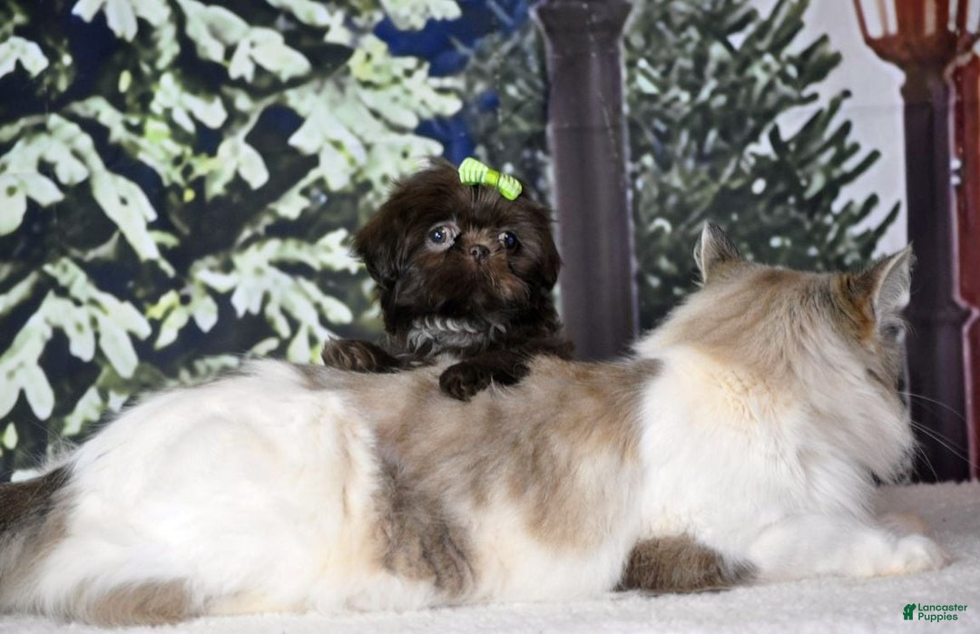 Shih Tzu dogs for sale: Tcup imperial  - Ad 3