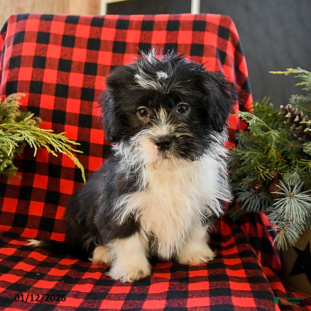 Shih Tzu dogs for sale: Ace - Ad 4