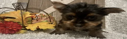 Yorkshire Terrier dogs for sale: Molly F2 - Ad 3