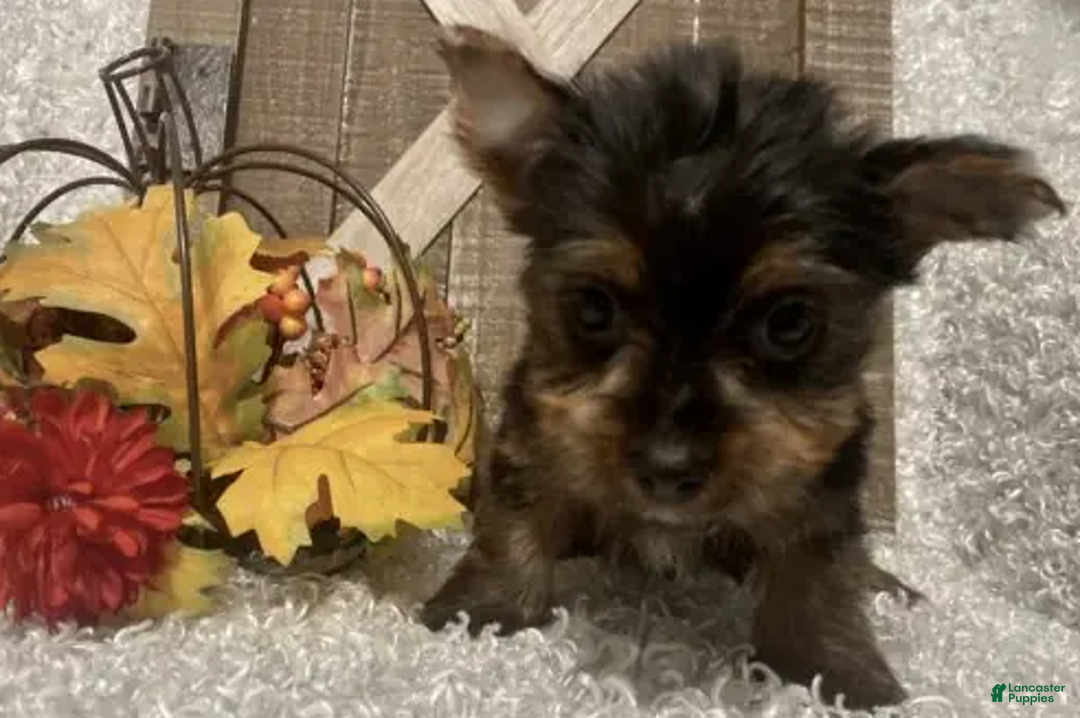 Yorkshire Terrier dogs for sale: Molly F2 - Ad 3