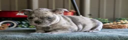 Mixed Breed dogs for sale: Bobby - Ad 3