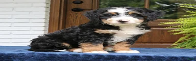 Ringo 