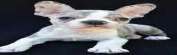Frenchton dogs for sale: Bailey  - Ad 3