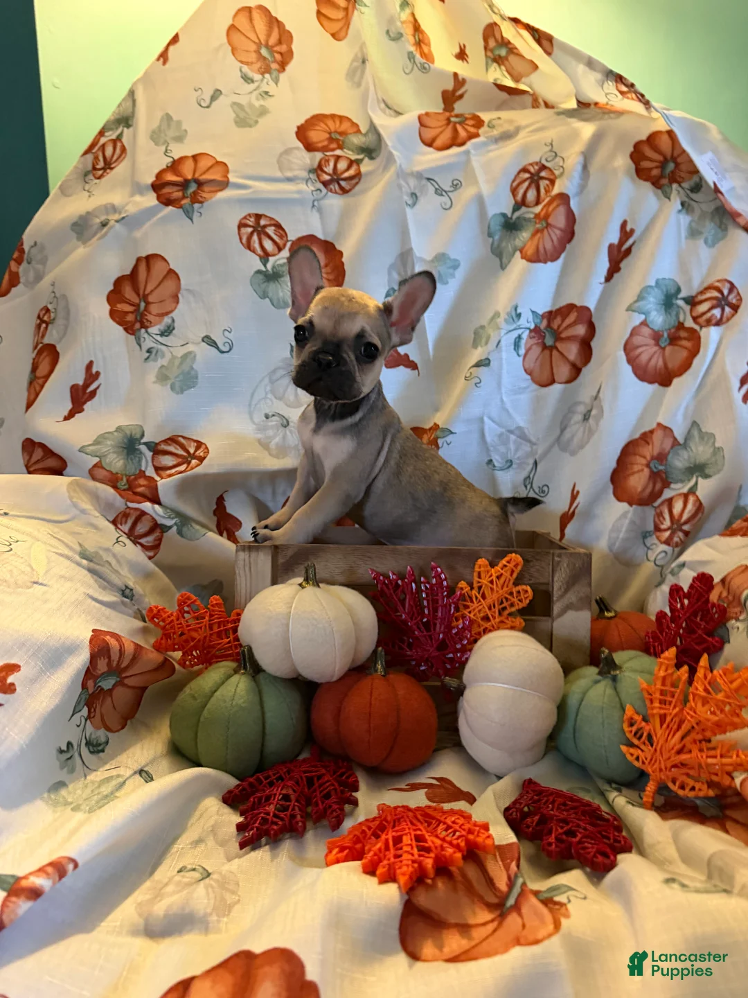 French Bulldog dogs for sale: Fawn Boy - Ad 1