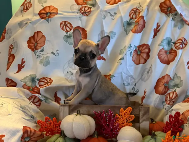 French Bulldog dogs for sale: Fawn Boy - Ad 4