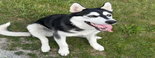 Mylo 