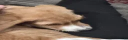 Mixed Breed dogs for sale: Liberty Liberty Liberty - Ad 4