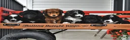 Mini Aussiedoodle dogs for sale: Tonya - Ad 5