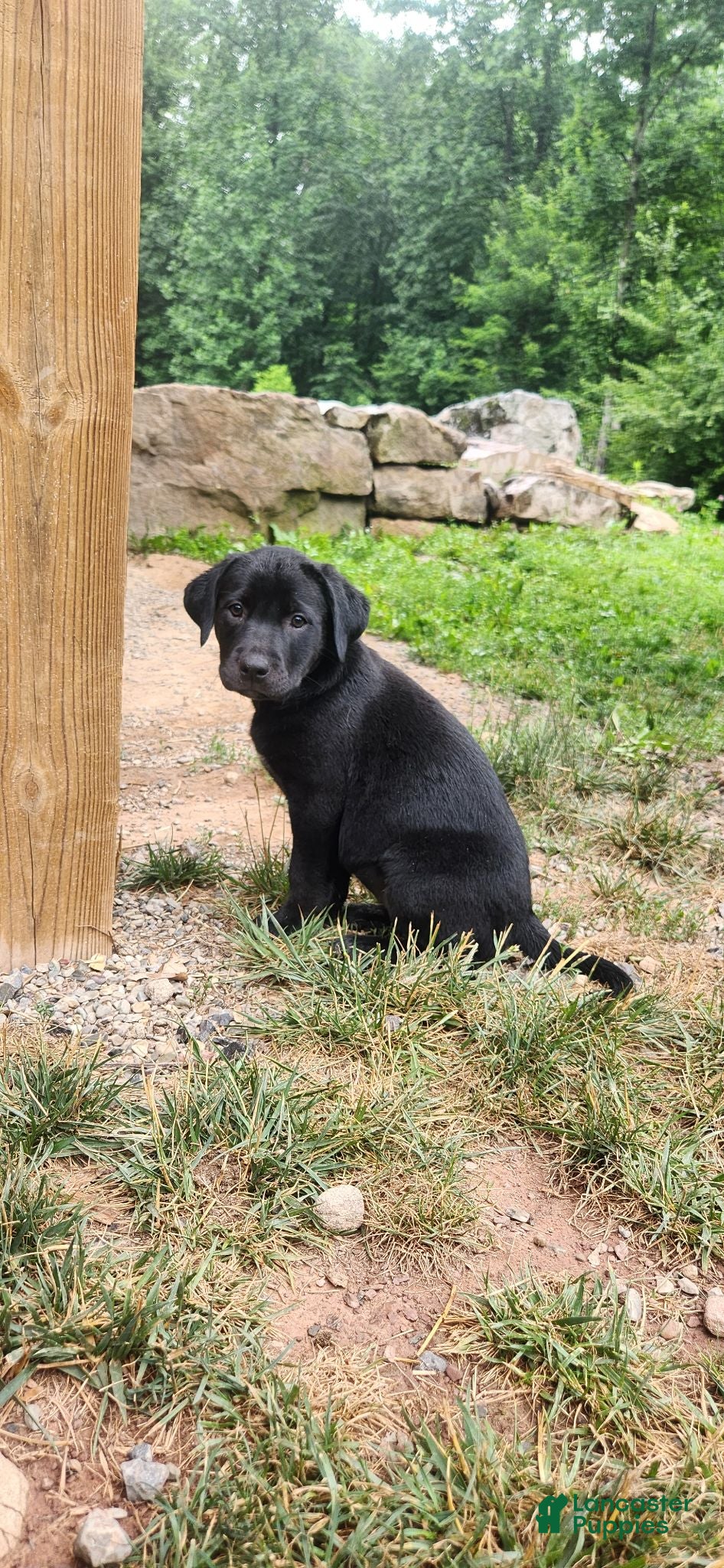Mixed Breed dogs Arwen - Ad 1