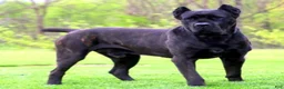 Cane Corso dogs for sale: Ben - Ad 8