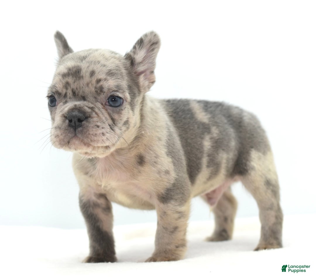 Mixed Breed dogs for sale: Hollywood merle blue  - Ad 8