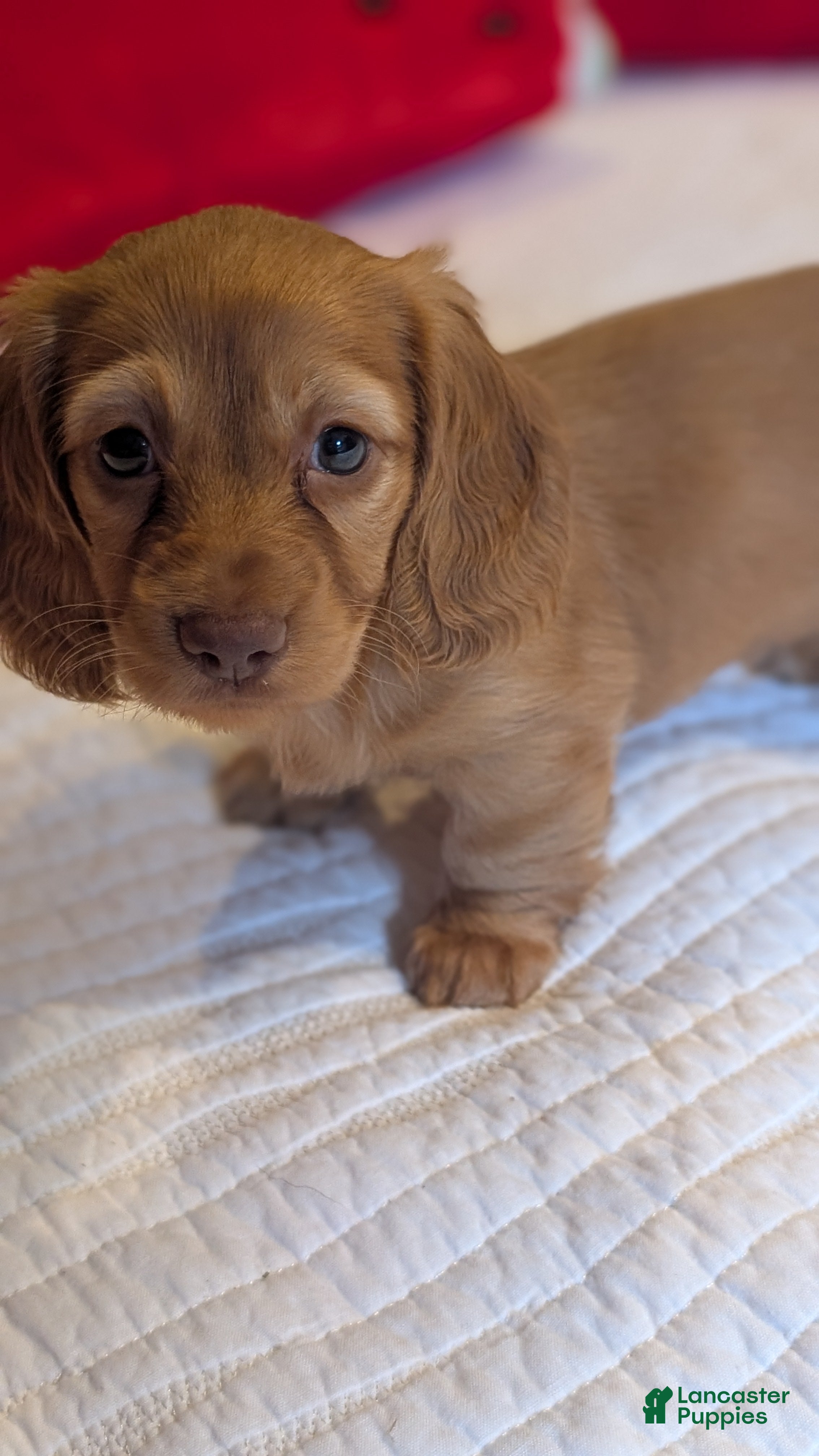 Miniature Dachshund dogs Sunkist - Ad 2