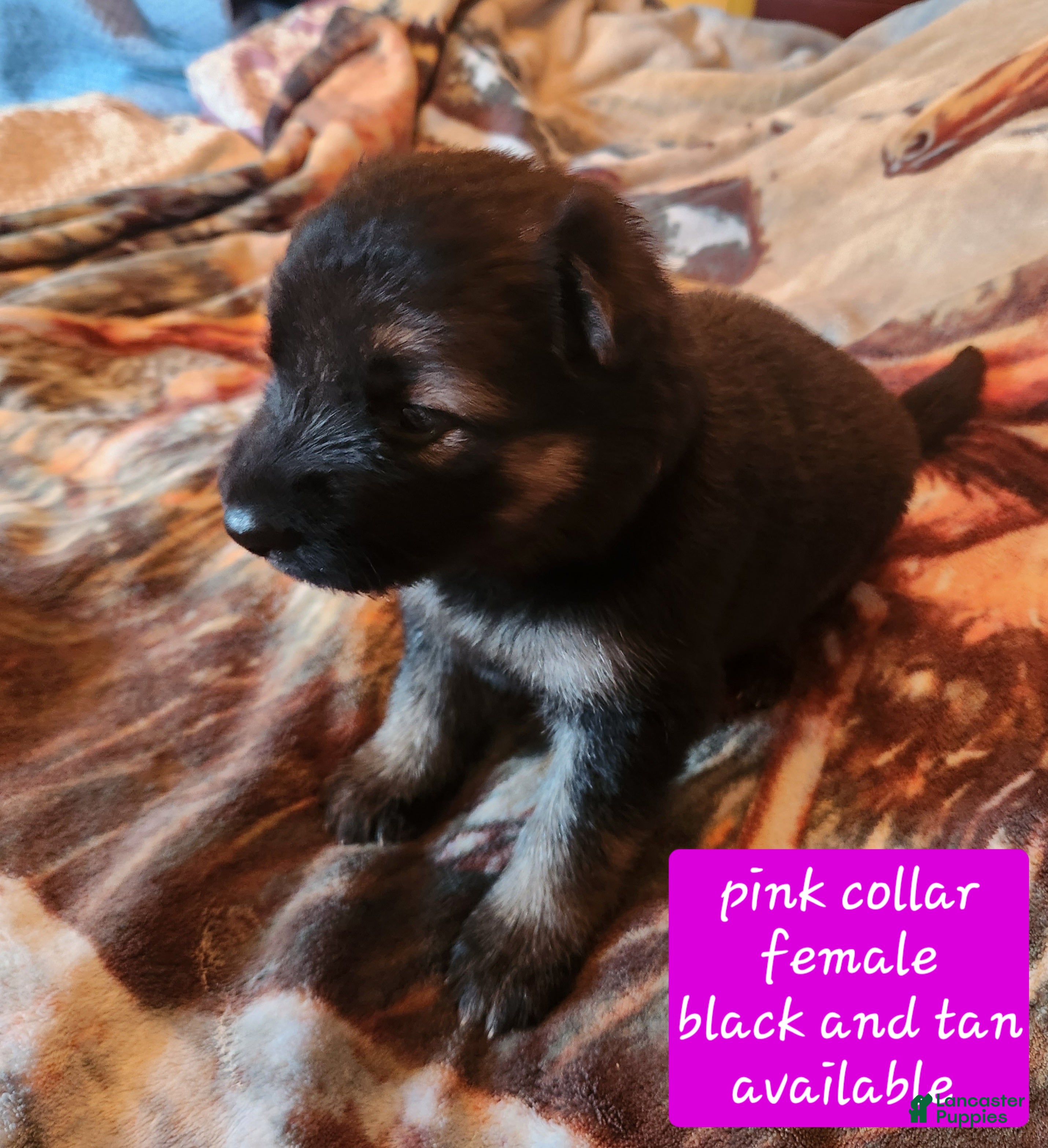German Shepherd dogs Pink collar - Ad 2