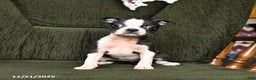 Boston Terrier dogs for sale: River - Ad 2