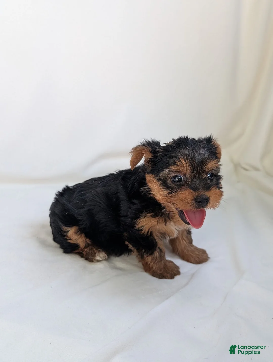 Yorkshire Terrier dogs for sale: Cooper  - Ad 5