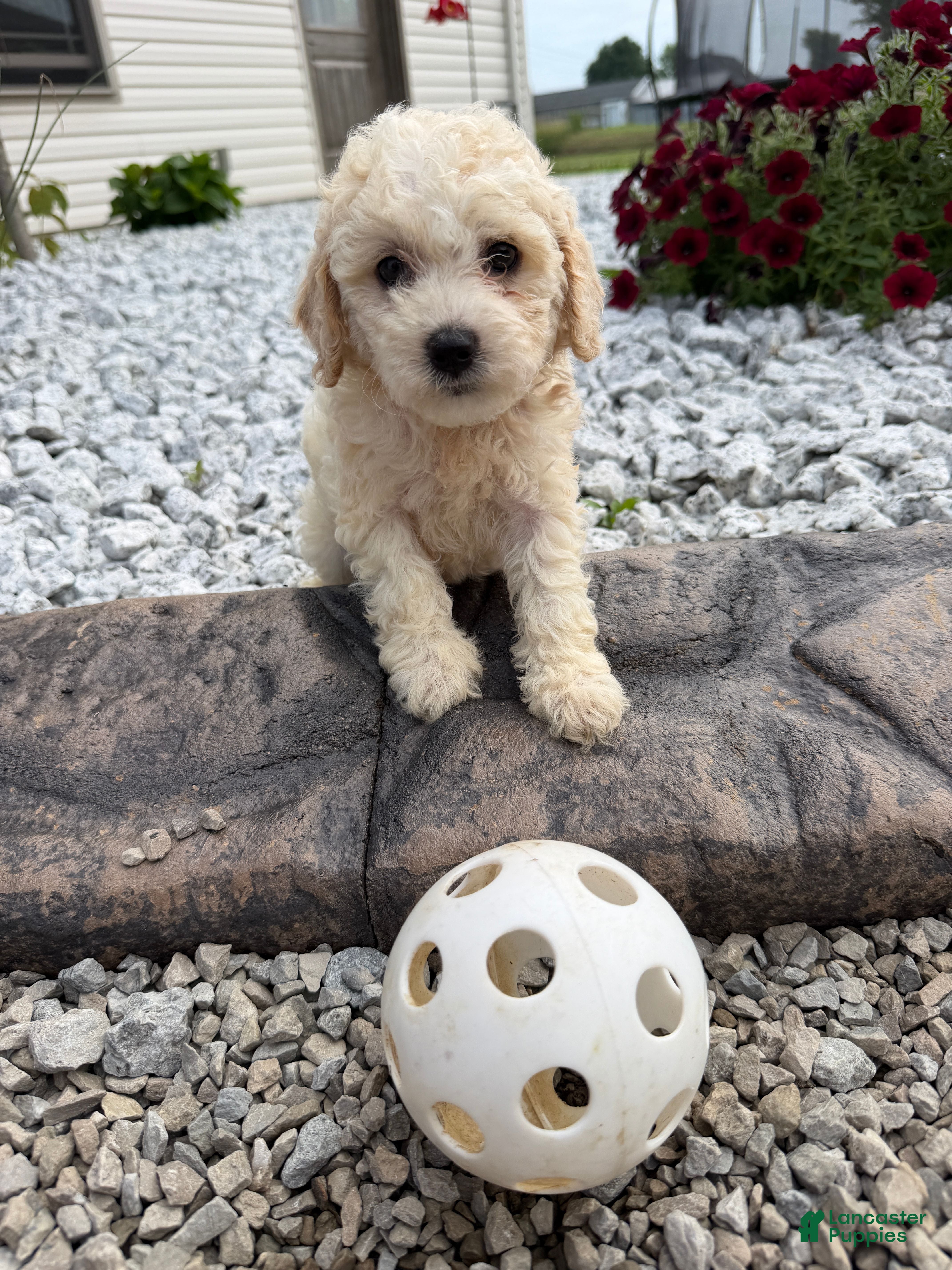 Miniature Poodle dogs Noel - Ad 2