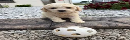 Miniature Poodle dogs for sale: Noel - Ad 9