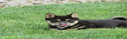 Shiba Inu dogs for sale: Blake - Ad 2