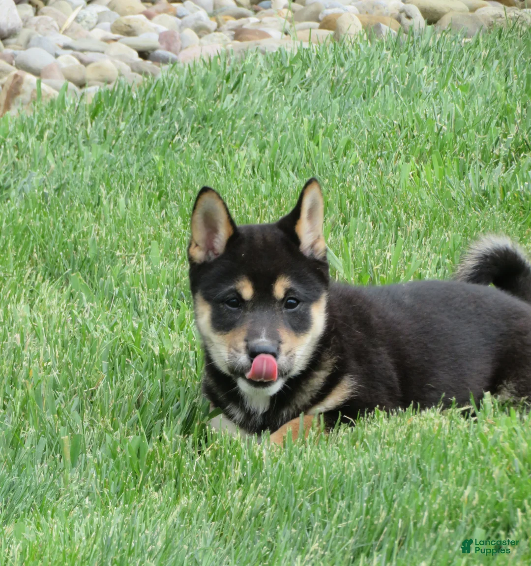 Shiba Inu dogs for sale: Blake - Ad 2