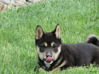 Shiba Inu dogs for sale: Blake - Ad 1
