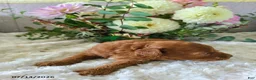 Mini Goldendoodle dogs for sale: Ian - Ad 3