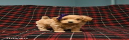 Maltipoo dogs for sale: Cookie - Ad 2