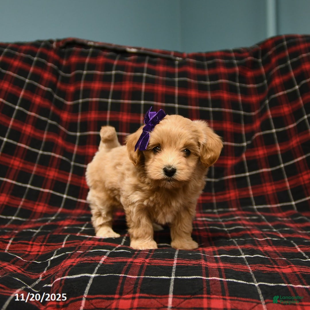 Maltipoo dogs for sale: Cookie - Ad 2