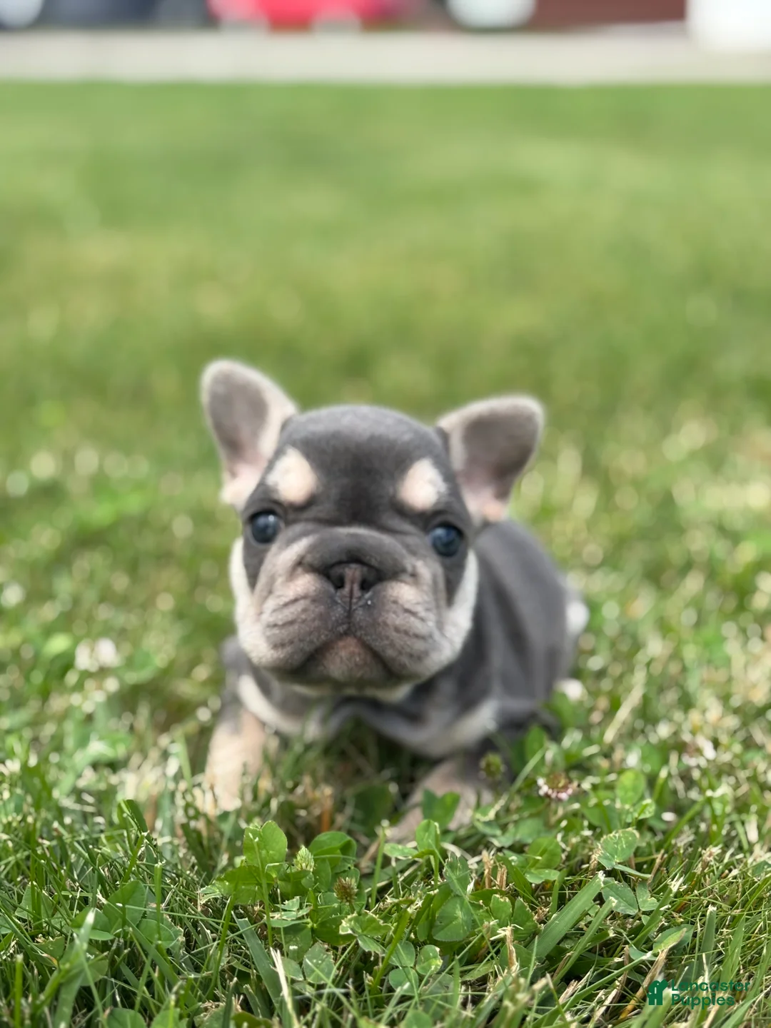 French Bulldog dogs for sale: Madeline - Ad 1