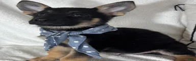 Gabe