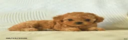 Toy Poodle dogs for sale: Moonbeam  - Ad 5